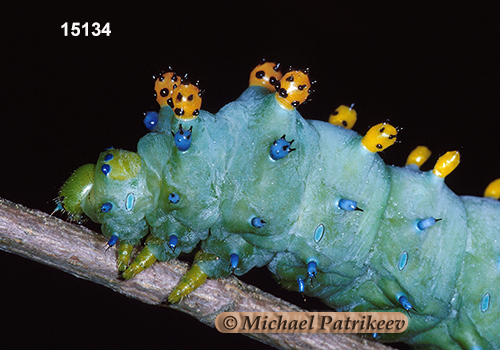 Hyalophora cecropia